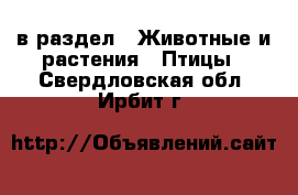  в раздел : Животные и растения » Птицы . Свердловская обл.,Ирбит г.